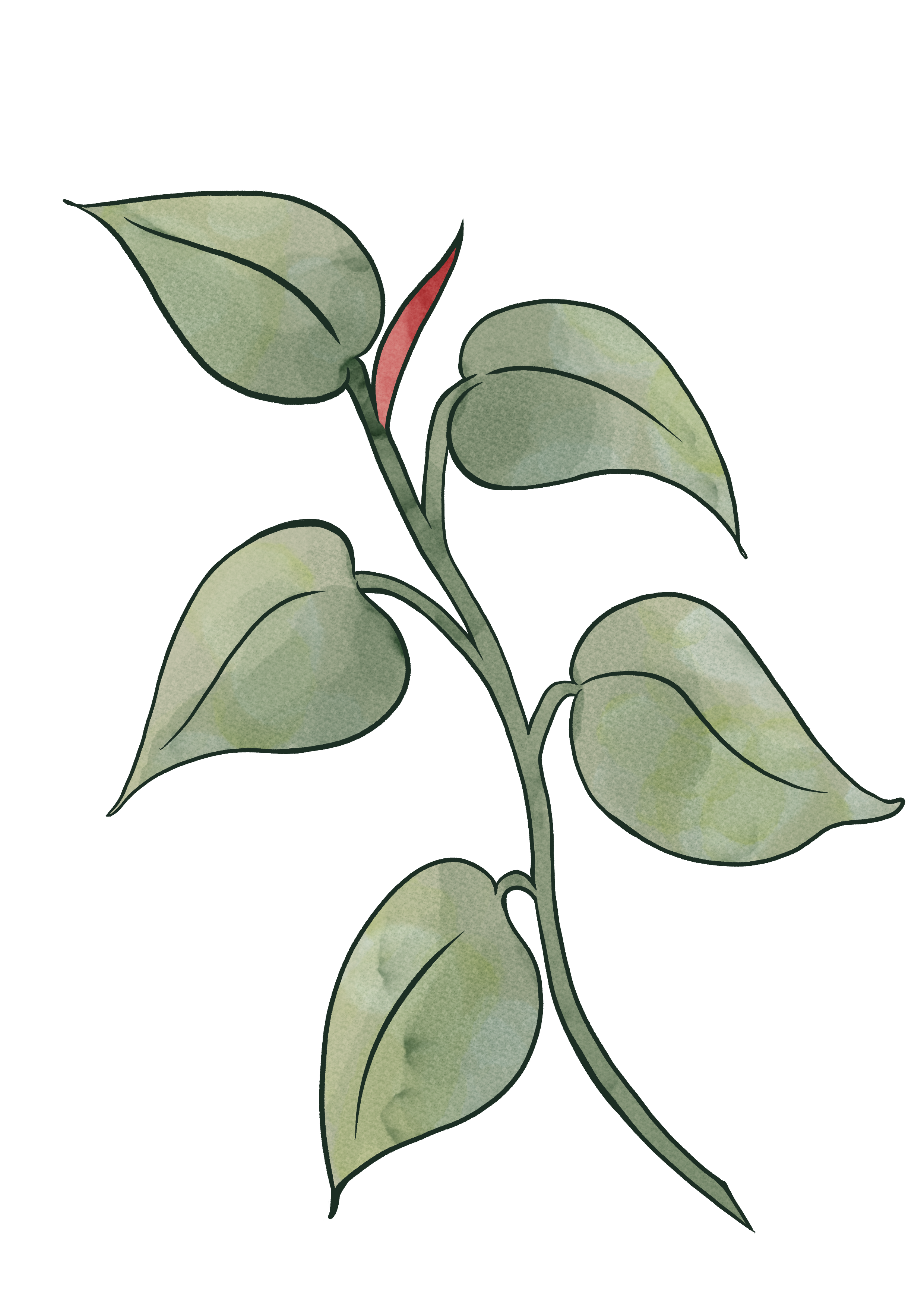 Ilustración botánica por Celeste